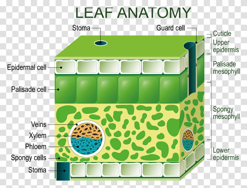 Chloroplast Diagram Of A Leaf Structure, Green, Word, Plastic, Box Transparent Png