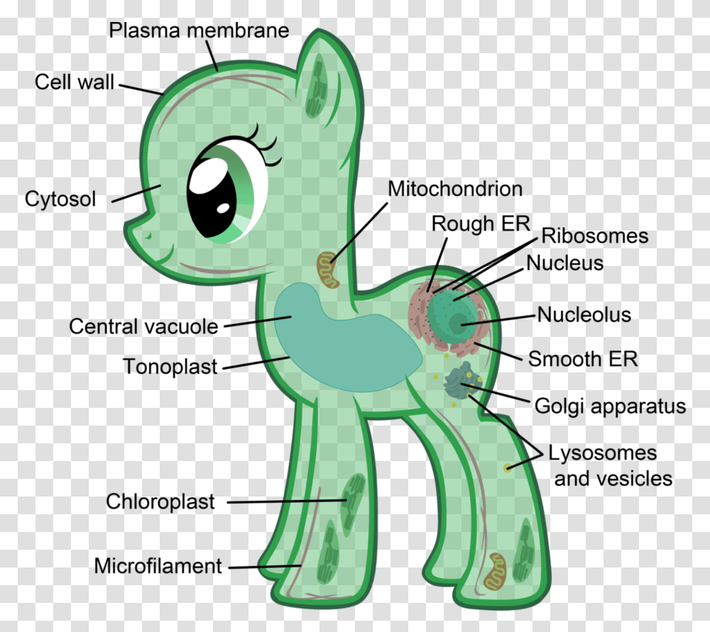 Chloroplast Eukaryotic Cells My Little Pony, Dragon, Reptile, Animal Transparent Png