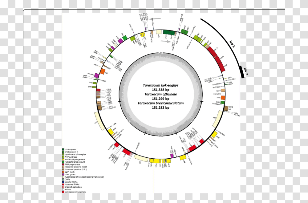 Chloroplast Genome Annotation Map For Taraxacum Kok Saghyz Cannabis Sativa Chloroplast Genome, Plan, Plot, Diagram Transparent Png