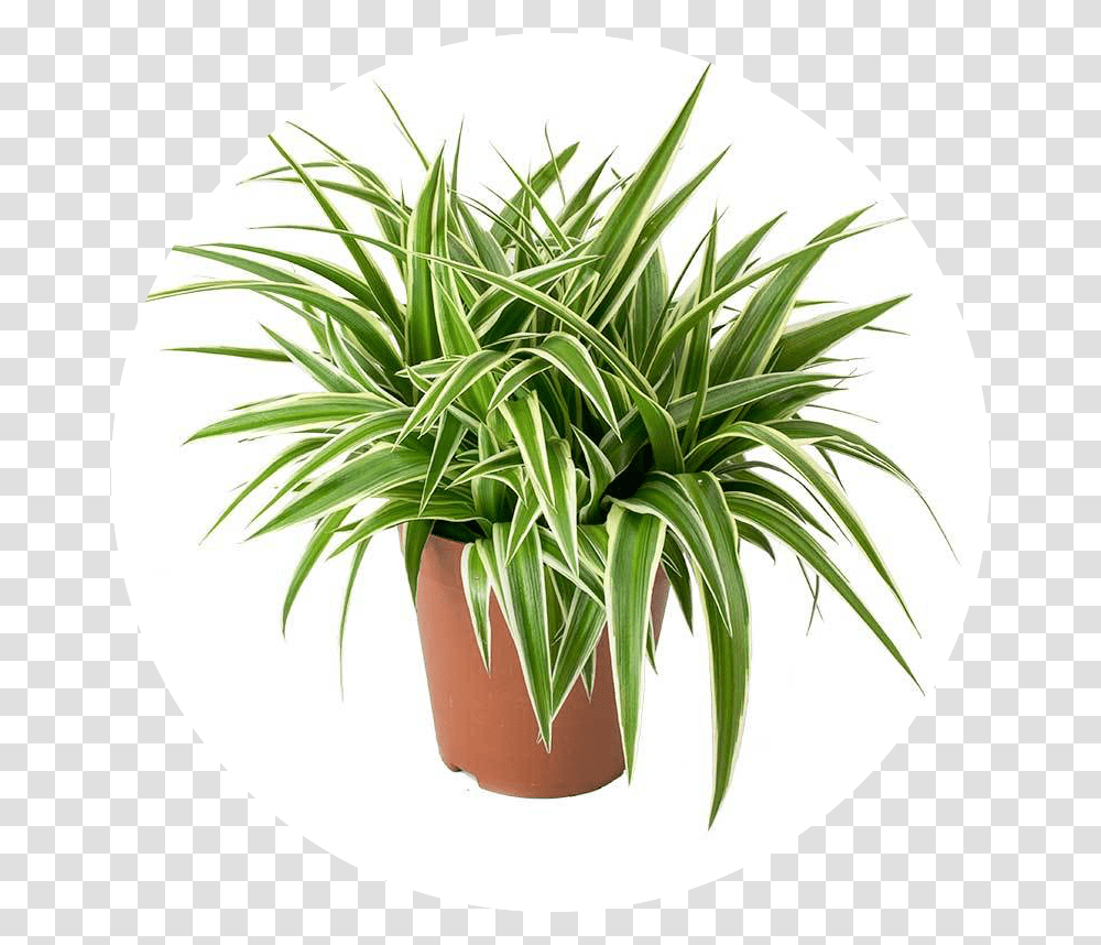 Chloropythum Comosum Air Purifier Plants India, Palm Tree, Arecaceae Transparent Png