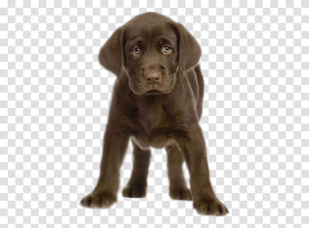 Chocolate Lab Background, Labrador Retriever, Dog, Pet, Canine Transparent Png