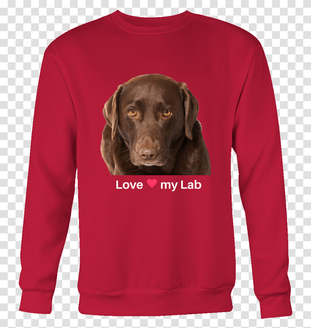Chocolate Lab Labrador Retriever, Dog, Pet, Canine, Animal Transparent Png