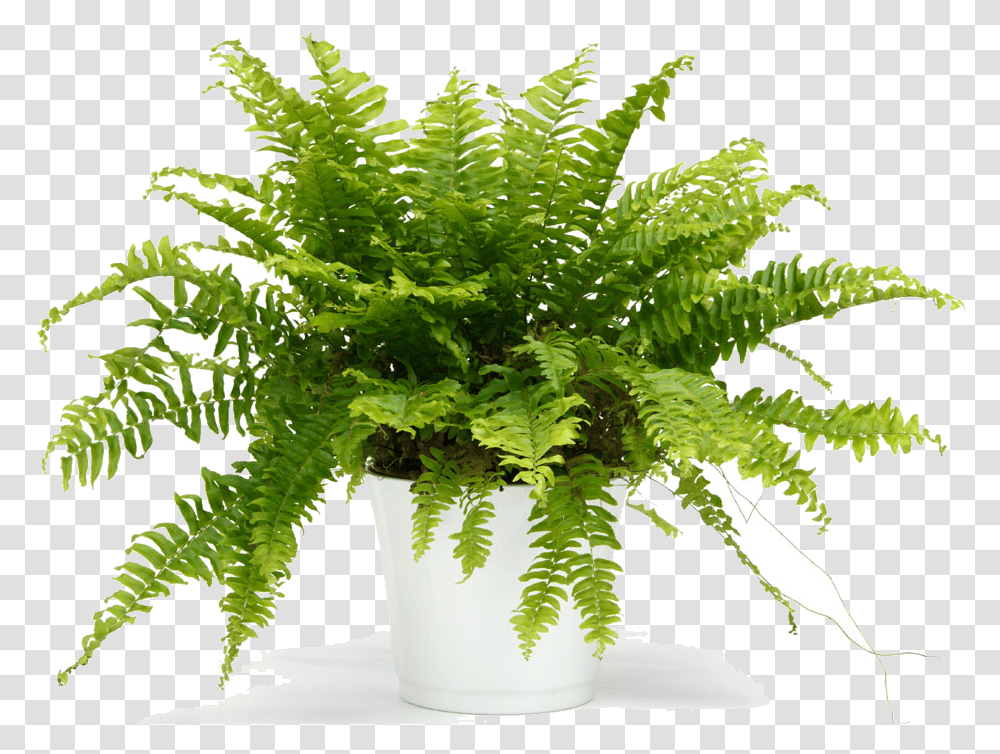 Choosing The Best Plants Fern In White Pot, Leaf Transparent Png