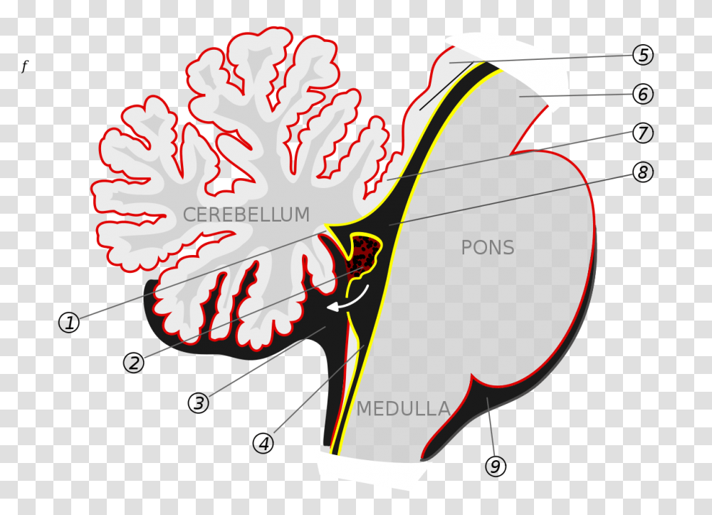 Choroid Plexus, Plant, Tree, Flower Transparent Png