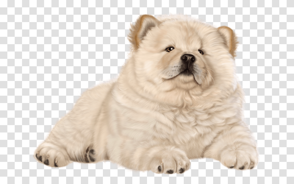 Chow Chow, Dog, Pet, Canine, Animal Transparent Png