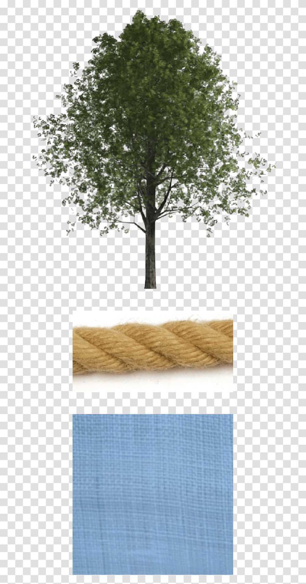 Chris Hansen, Tree, Plant, Rope, Rug Transparent Png