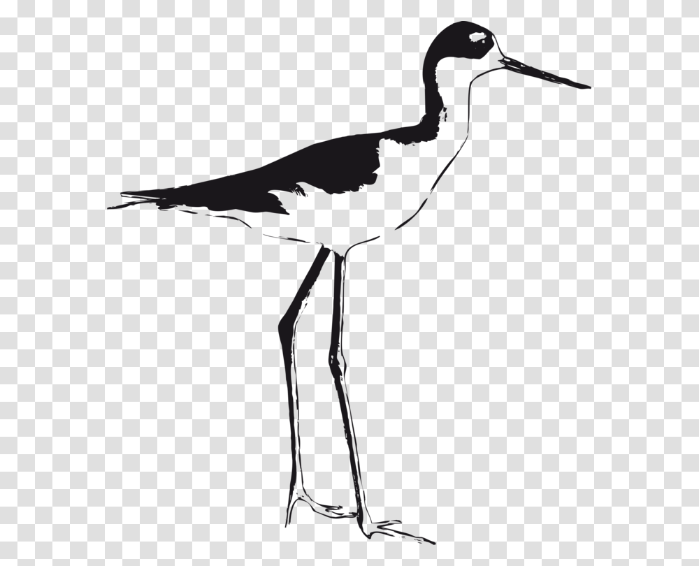 Christian Clip Art Black Winged Stilt Shorebirds, Bow, Animal, Crane Bird, Waterfowl Transparent Png