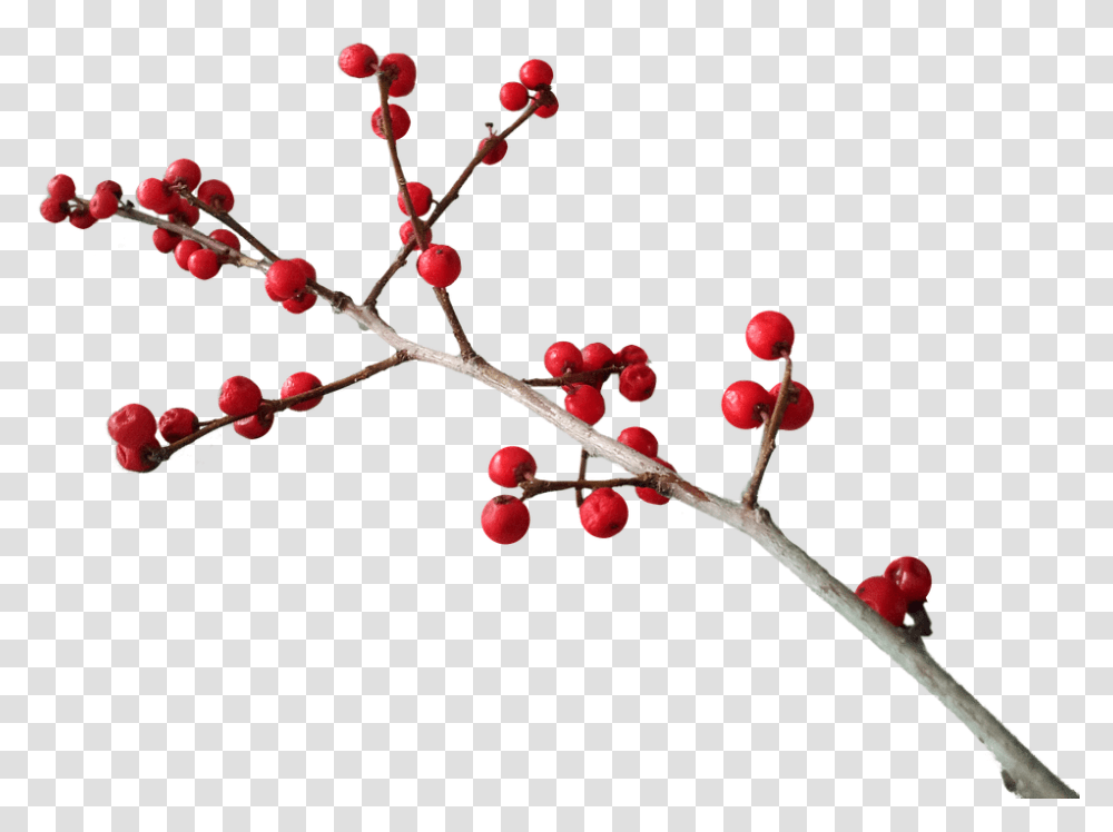 Christmas 960, Holiday, Plant, Flower, Blossom Transparent Png