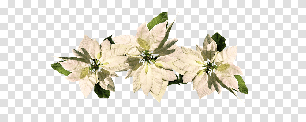 Christmas Nature, Plant, Flower, Acanthaceae Transparent Png