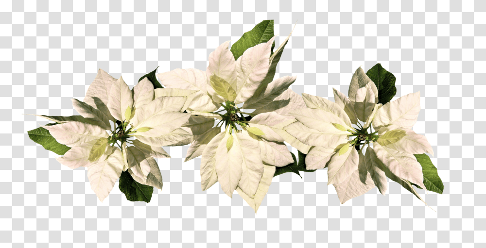 Christmas Nature, Plant, Leaf, Potted Plant Transparent Png