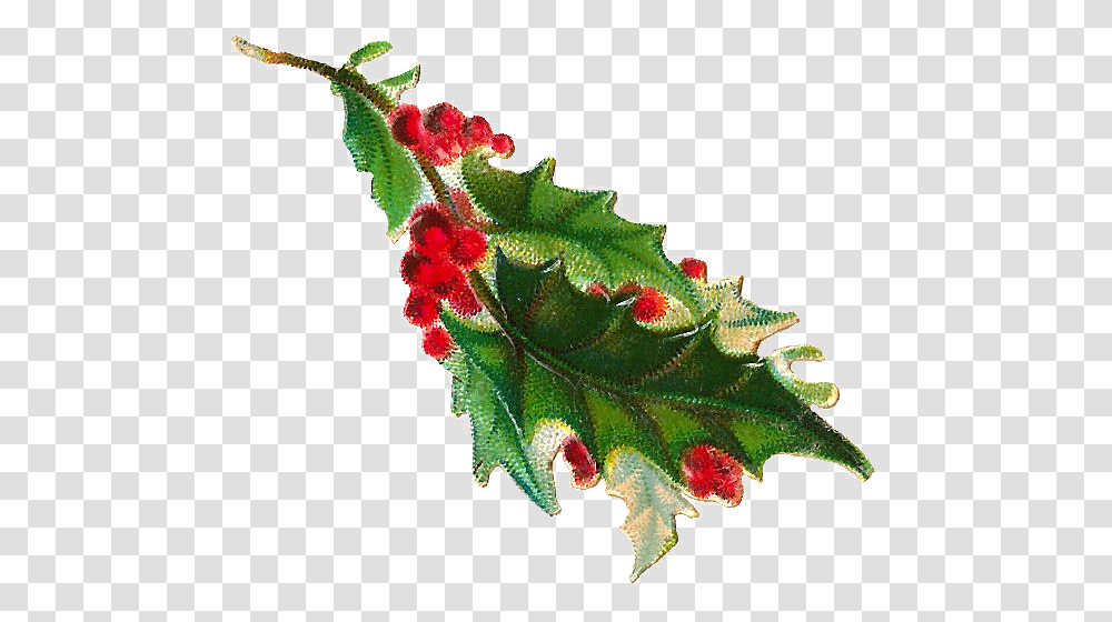 Christmas Berries Clipart Picture Library Background Holly Clipart, Leaf, Plant, Flower, Blossom Transparent Png
