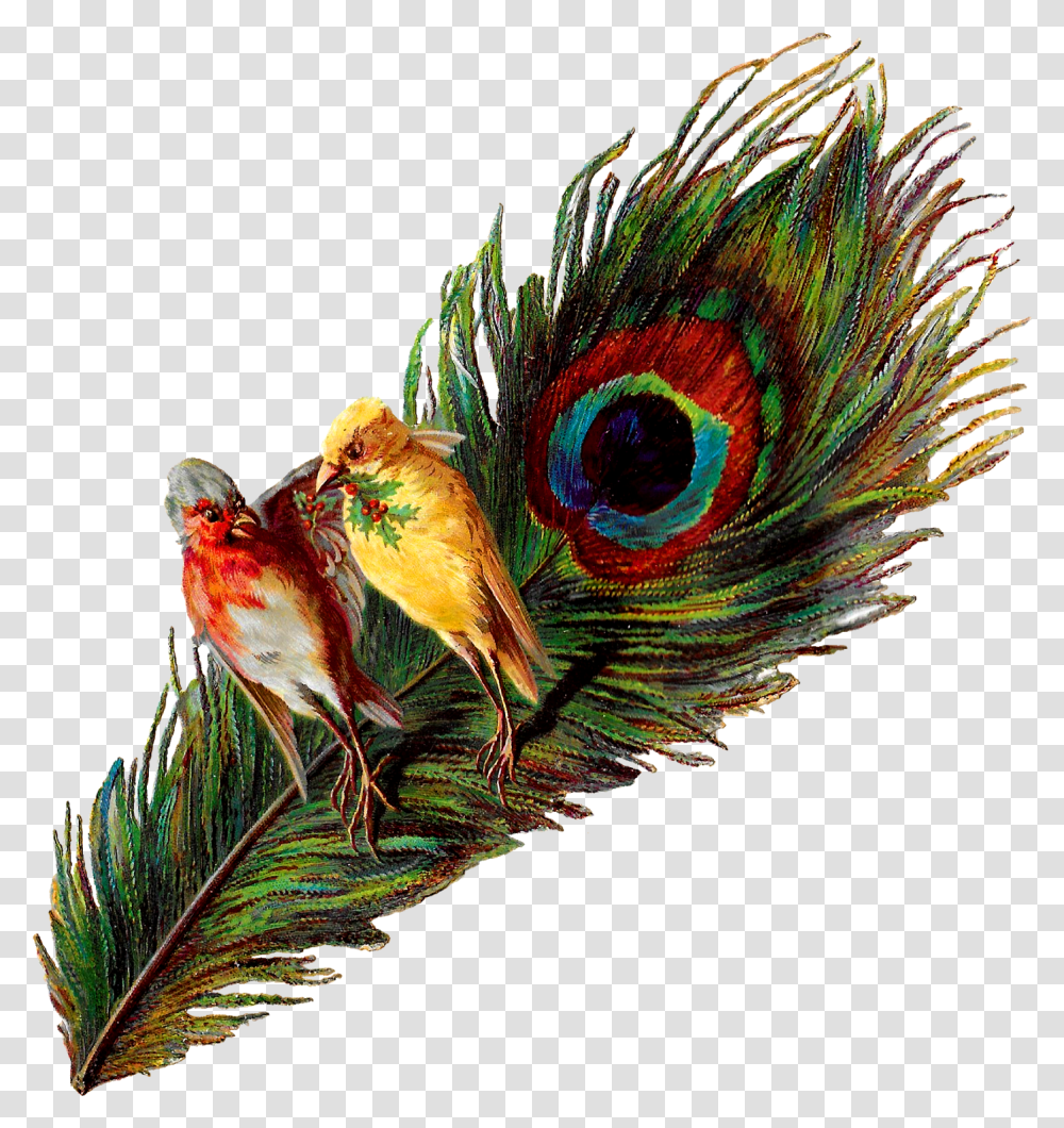 Christmas Birds Peacock Holly Victorian Image Clipart Vintage Peacock Image, Animal Transparent Png