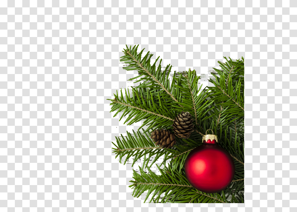 Christmas Border Vector Christmas Day Full Size Christmas Vector Border, Tree, Plant, Ornament, Conifer Transparent Png