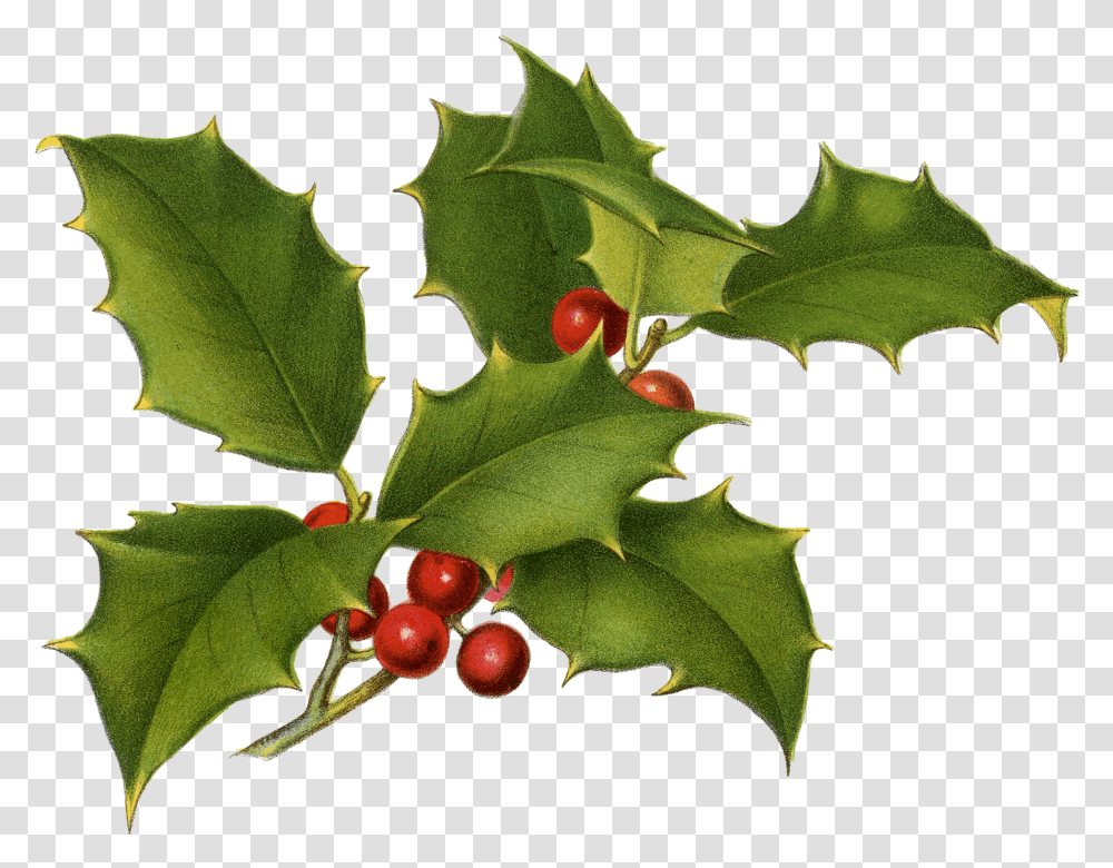 Christmas Botanical Free Printables, Plant, Leaf, Fruit, Food Transparent Png