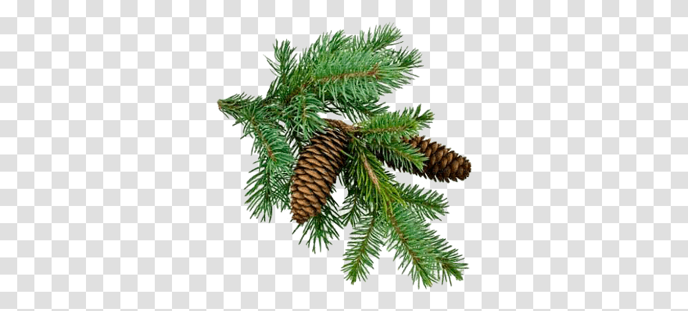 Christmas Branch & Clipart Free Download Ywd Pine Tree Branch, Plant, Conifer, Fir, Abies Transparent Png
