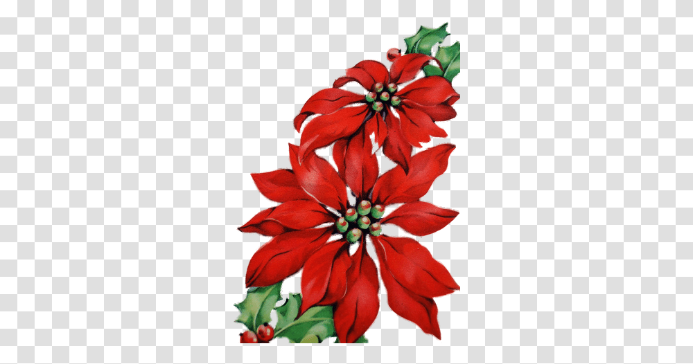 Christmas Card Art Christmas Flower Paint, Plant, Geranium, Flower Arrangement, Flower Bouquet Transparent Png