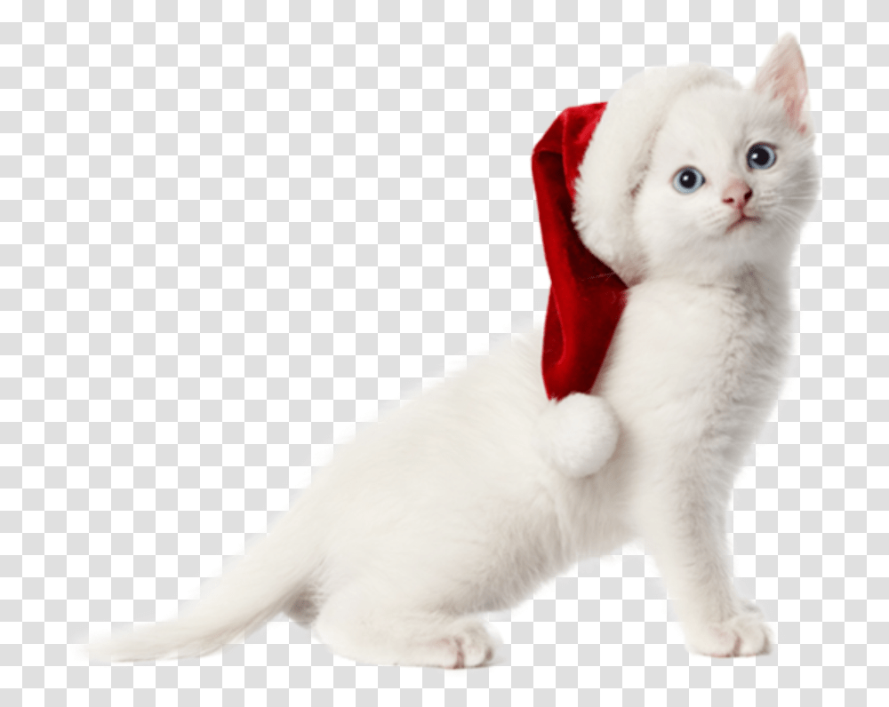 Christmas Cat Christmas Cat Background, Kitten, Pet, Mammal, Animal Transparent Png
