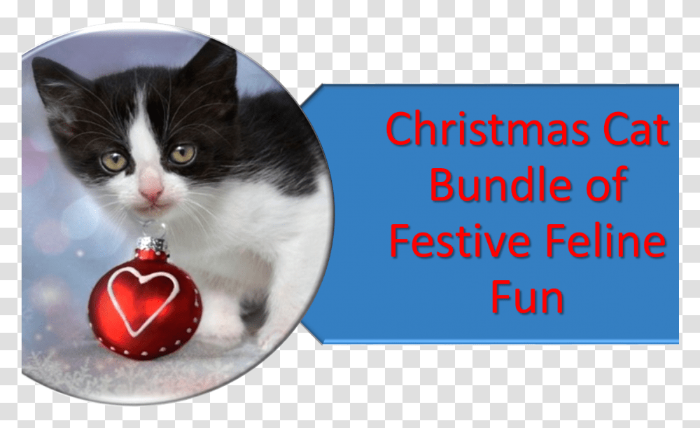 Christmas Cat Christmas Sunday Quotes, Pet, Mammal, Animal, Manx Transparent Png