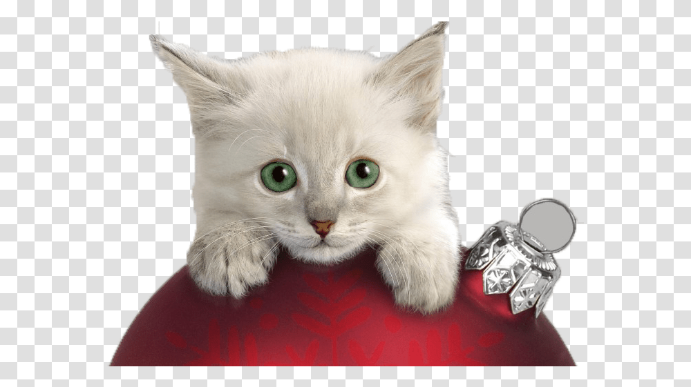 Christmas Cat Kitten Wallpaper Christmas Cat, Angora, Pet, Mammal, Animal Transparent Png