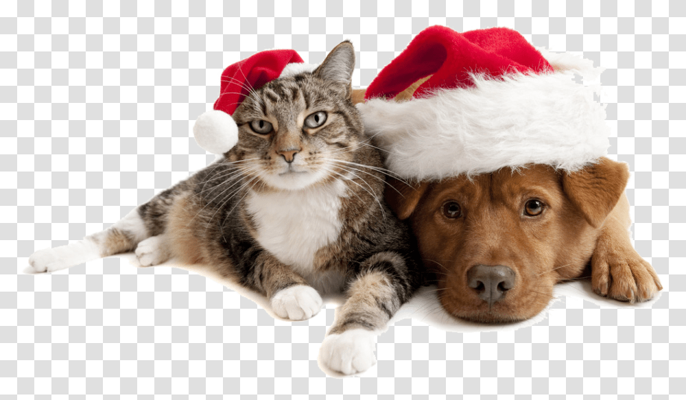 Christmas Cats And Dogs Download Christmas Cat And Dog, Pet, Mammal, Animal, Canine Transparent Png