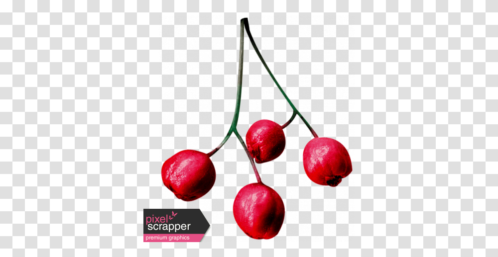 Christmas Day Elements Berries 01 Graphic By Melo Christmas Red Berries, Plant, Fruit, Food, Cherry Transparent Png