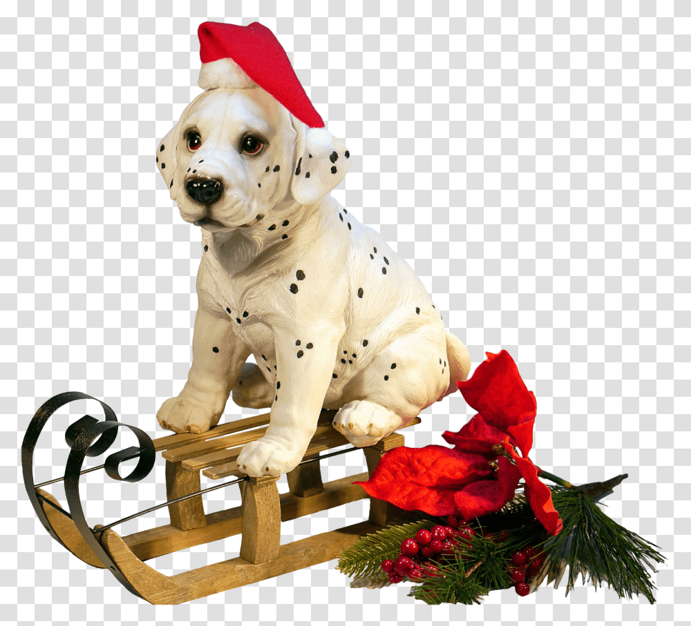 Christmas Dog, Flower, Plant, Blossom, Pet Transparent Png