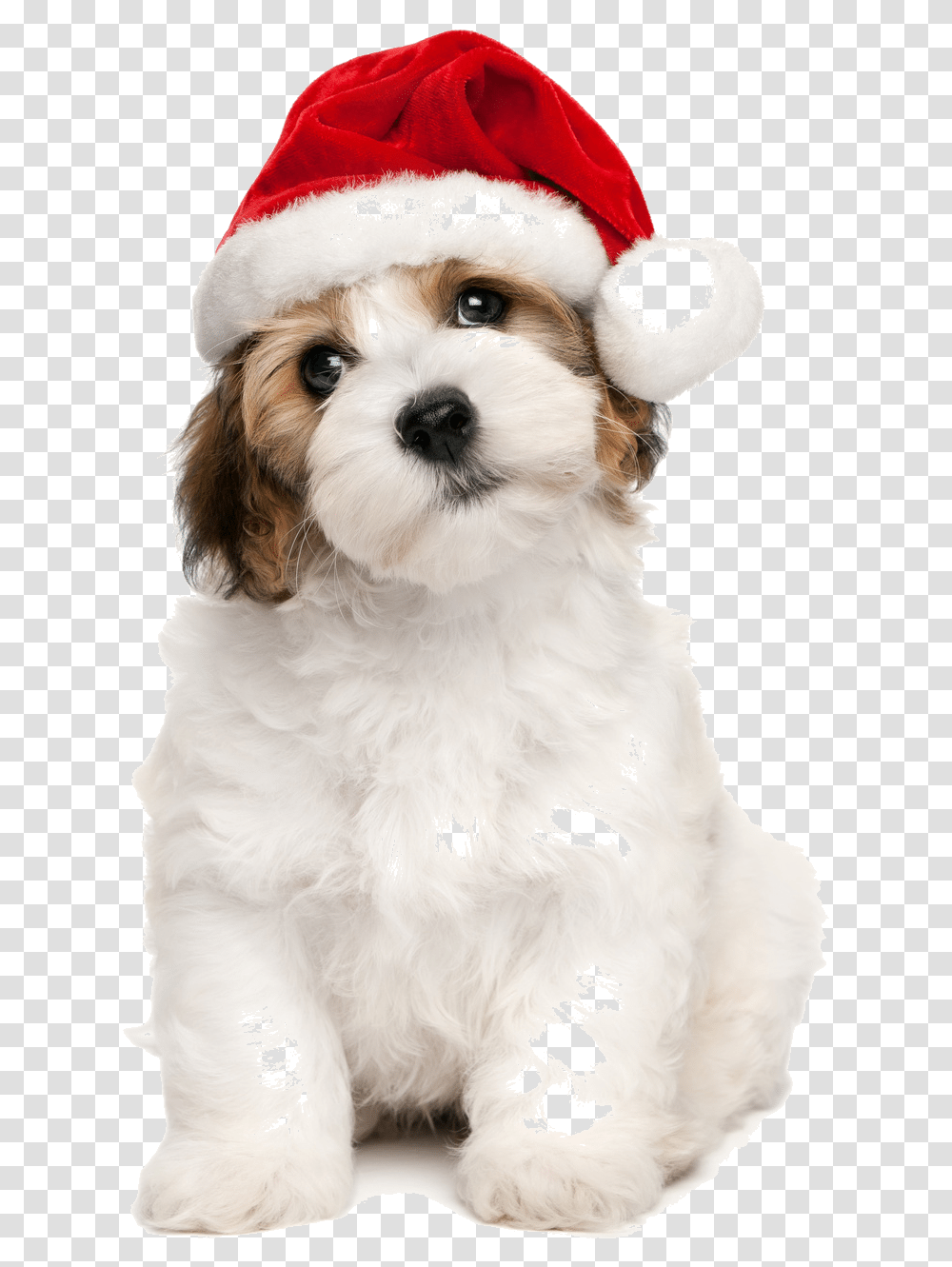 Christmas Dog Toronto Walking Santa Hat On Dog, Pet, Canine, Animal, Mammal Transparent Png