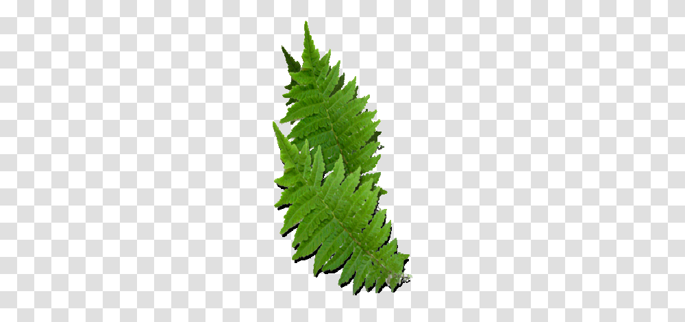 Christmas Fern Plants Roots For Sale Buy Christmas Fern Online Transparent Png