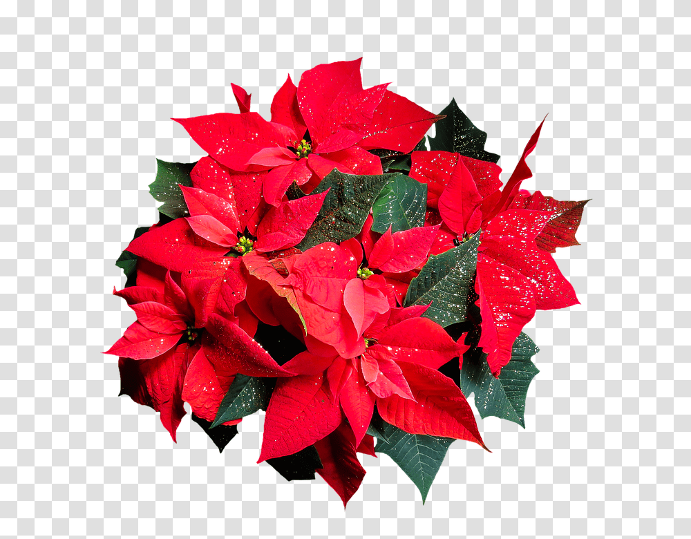 Christmas Flower, Leaf, Plant, Geranium, Blossom Transparent Png