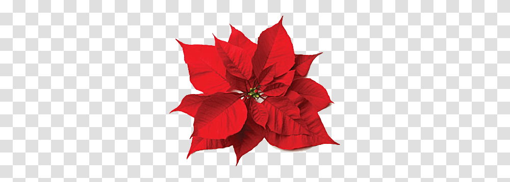 Christmas Flower, Leaf, Plant, Maple Leaf, Tree Transparent Png