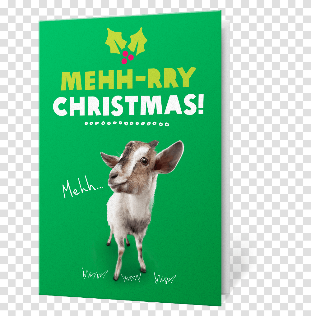 Christmas Goat Charity Gifts Christmas Gift Cards Oxfam, Mammal, Animal, Mountain Goat, Wildlife Transparent Png