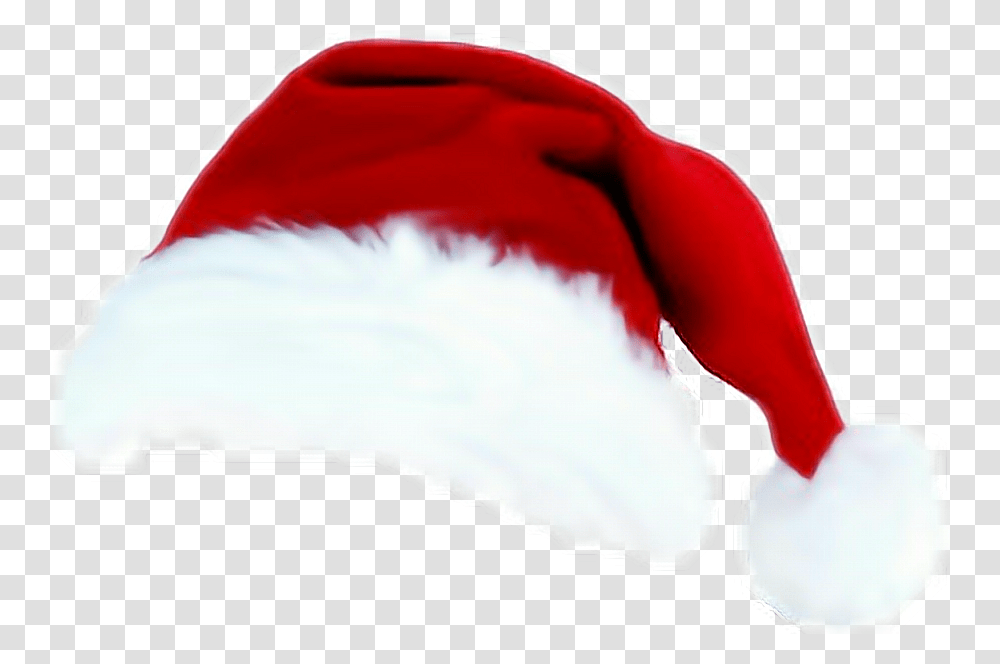 Christmas Hat, Petal, Flower, Plant, Blossom Transparent Png