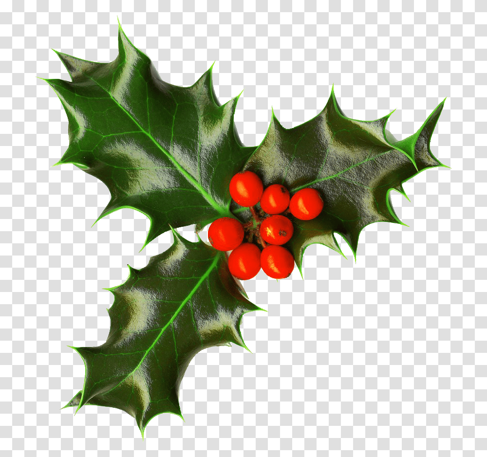 Christmas Holly 4 Image Nollaig Na Mban Funny, Leaf, Plant, Vegetation, Fruit Transparent Png