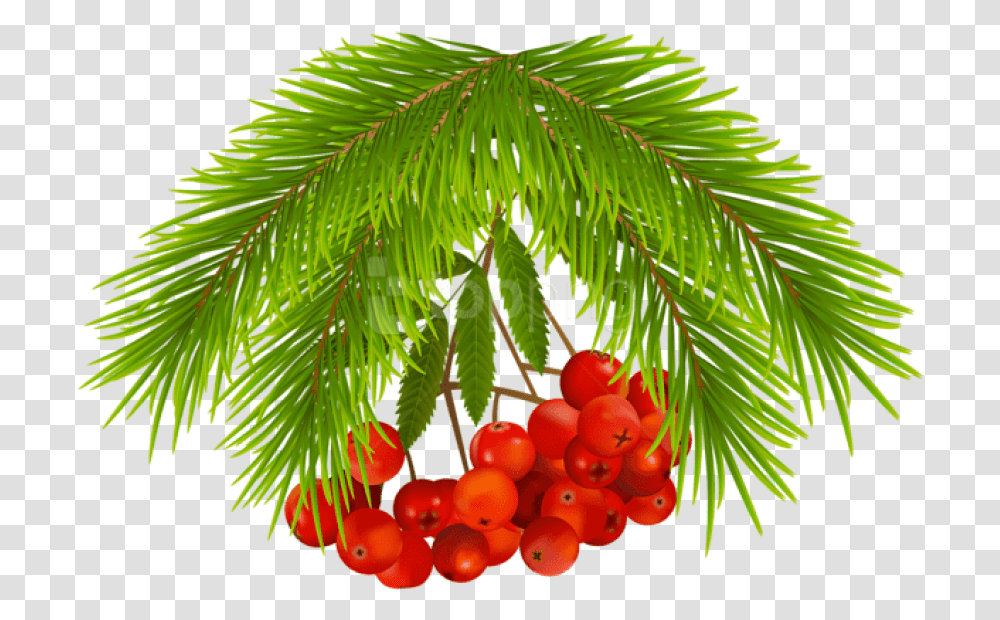 Christmas Holly Berries Images Portable Network Graphics, Tree, Plant, Conifer, Yew Transparent Png