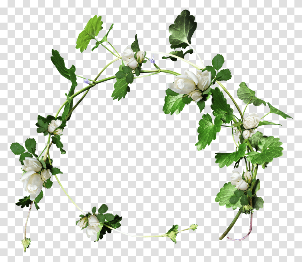 Christmas Holly Garland Clipart Venok Iz Cvetov, Plant, Flower, Blossom, Leaf Transparent Png