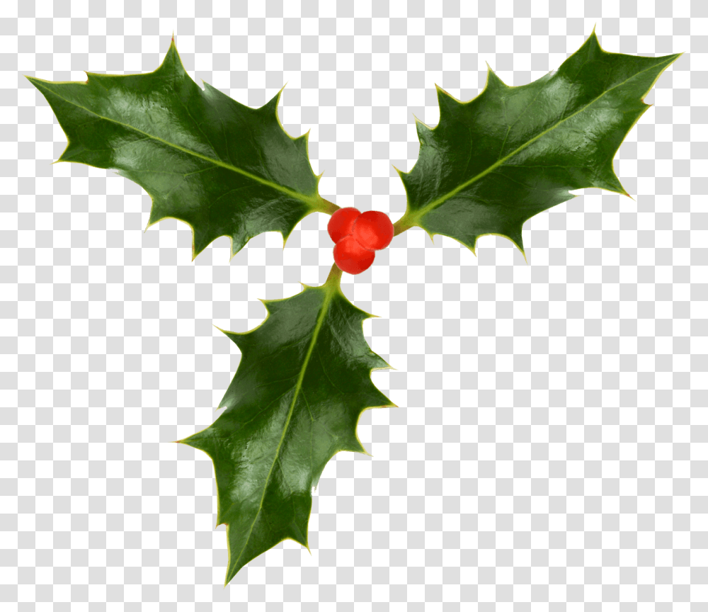 Christmas Holly Image Holly With No Background, Leaf, Plant, Fruit, Food Transparent Png