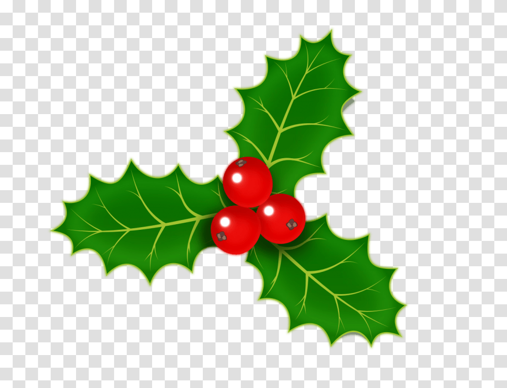 Christmas Holly Images Free Download, Leaf, Plant, Green, Tree Transparent Png