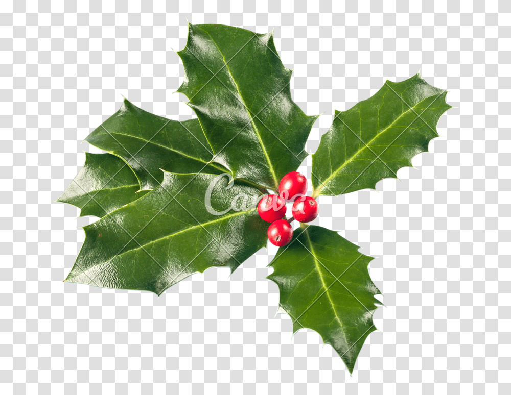 Christmas Holly, Leaf, Plant, Fruit, Food Transparent Png