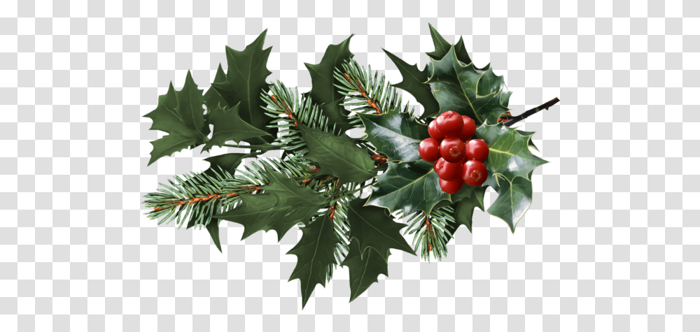 Christmas Holly Plant Leaf For Christmas Holly, Fruit, Food, Tree, Cherry Transparent Png
