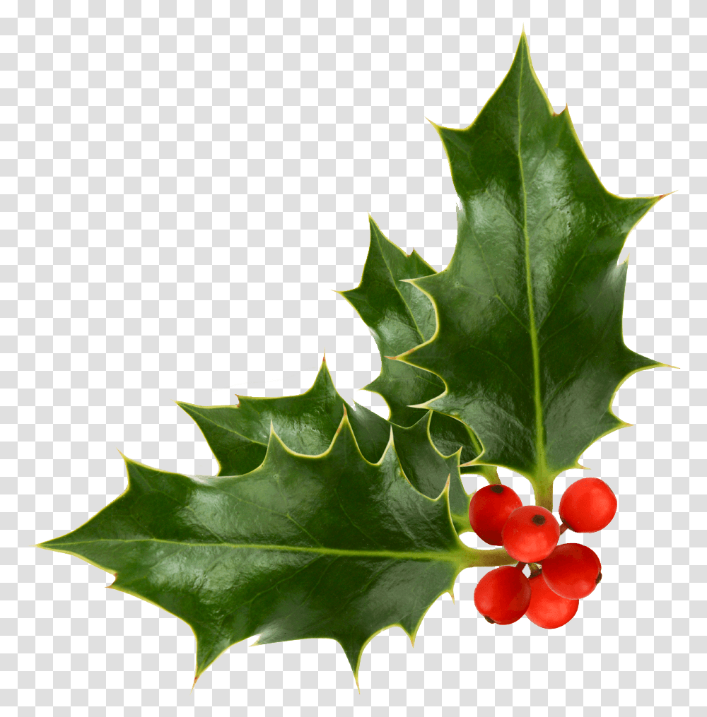Christmas Hollypictures11 Humane Society Christmas Cards, Leaf, Plant, Tree, Maple Leaf Transparent Png