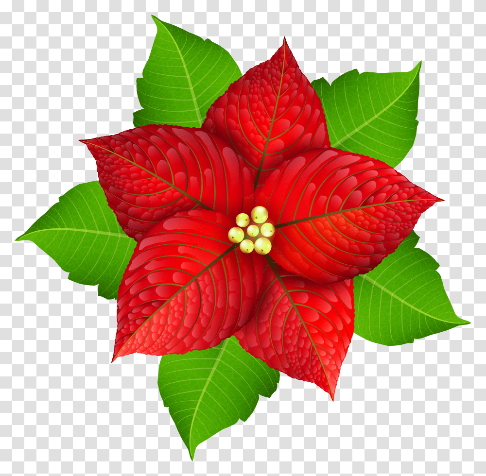 Christmas Image Gallery Poinsettia Image Cartoon Transparent Png