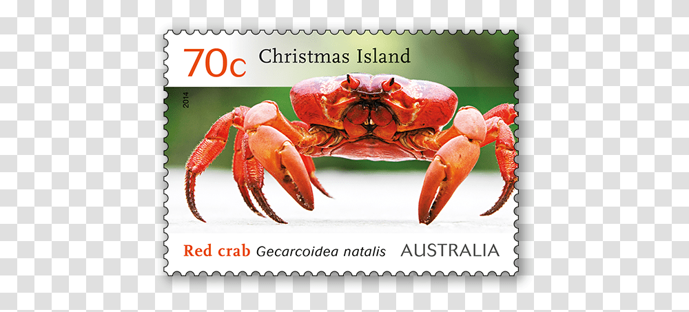 Christmas Island Red Crab Migration Australia Post Crabs In Australia Christmas Islands, Lobster, Seafood, Sea Life, Animal Transparent Png