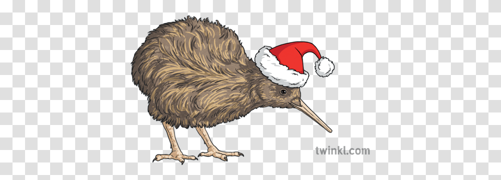 Christmas Kiwi Santa Hat Bird New Zealand Ks2 Illustration Christmas New Zealand Kiwi, Animal, Kiwi Bird, Beak, Helmet Transparent Png