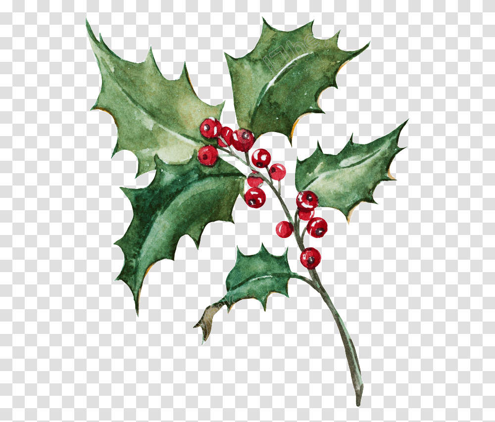 Christmas Leaf Watercolor, Plant, Tree, Painting Transparent Png