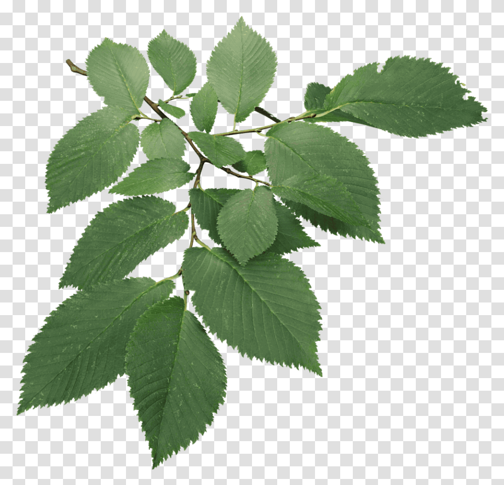 Christmas Leaves Models Wire In 3ds Max Download 3d Computer Graphics, Leaf, Plant, Veins, Green Transparent Png