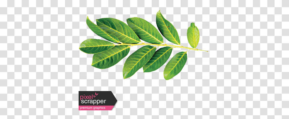 Christmas Memories Leaves Graphic By Janet Kemp Pixel Tree, Leaf, Plant, Vegetation, Annonaceae Transparent Png