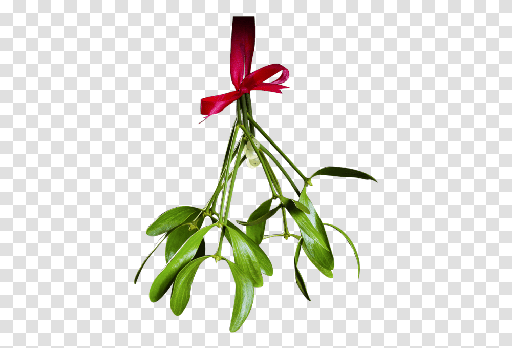 Christmas Mistletoe Christmas Mistletoe Mistletoe Clipart, Plant, Flower, Blossom, Acanthaceae Transparent Png