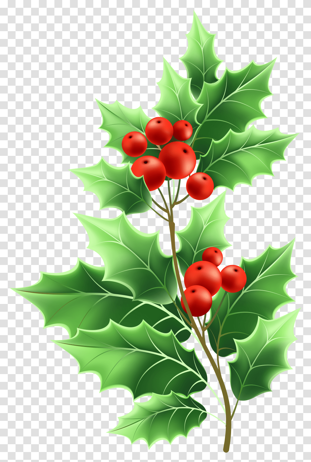 Christmas Mistletoe Mistletoe Transparent Png