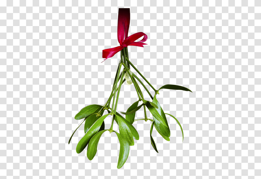 Christmas Mistletoe Totallytransparent, Plant, Flower, Leaf, Tree Transparent Png