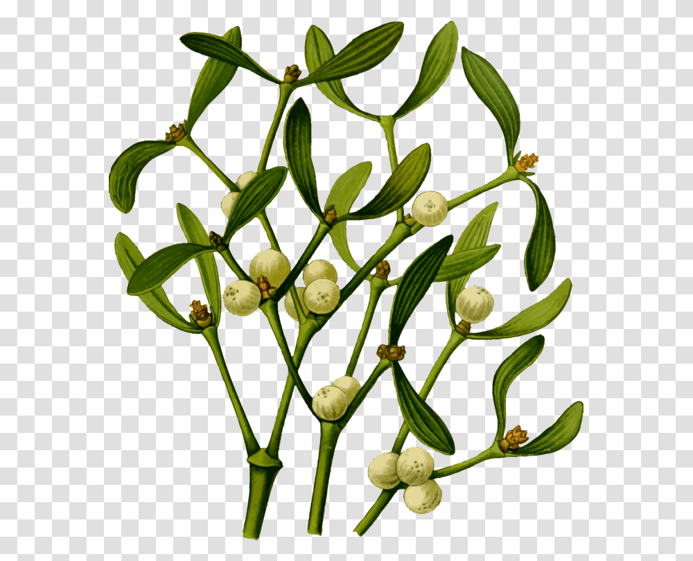 Christmas Mistletoe Viscum Album Plants, Flower, Bud, Sprout, Annonaceae Transparent Png